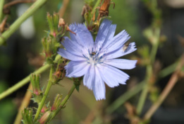 Cichorium intybusWilde cichorei bestellen